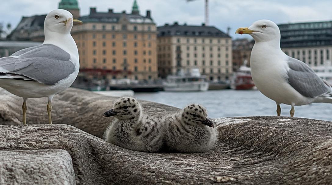Amerikansk sällsyntmås häckar i centrala Stockholm, ungar kan vara hybrider