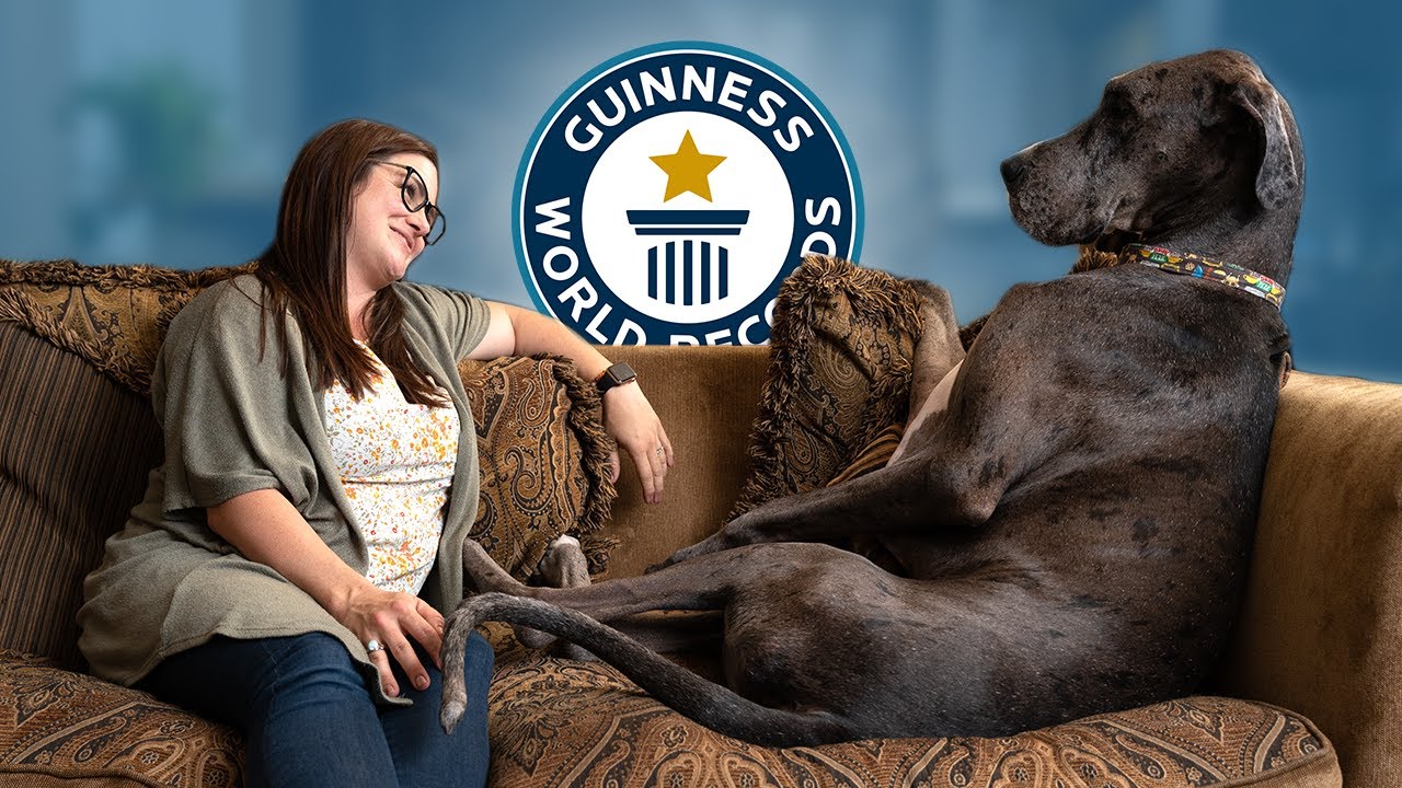 Världens största hund: Rekord, raser och allt du behöver veta